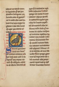 A Vulture by Unbekannt Unbekannt